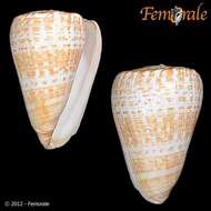 Imagem de Conus Linnaeus 1758