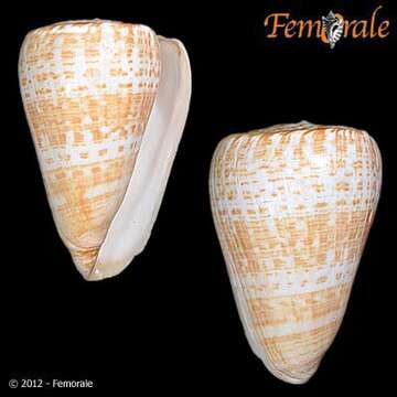 Image of Conus Linnaeus 1758