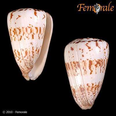 Image of cone snails