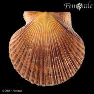 Image of Argopecten Monterosato 1889