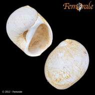 Image of moon snail