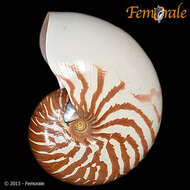 <i>Nautilus macromphalus</i> Sowerby 1849 resmi