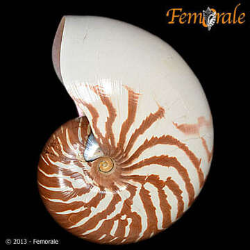 Image of <i>Nautilus macromphalus</i> Sowerby 1849