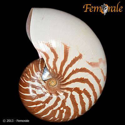 <i>Nautilus macromphalus</i> Sowerby 1849 resmi