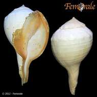 Image of Turbinellidae Swainson 1835