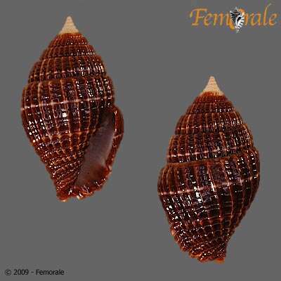 Image de Turbinelloidea Rafinesque 1815