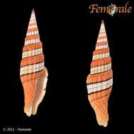 صورة Turbinelloidea Rafinesque 1815