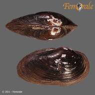 Image of mussel