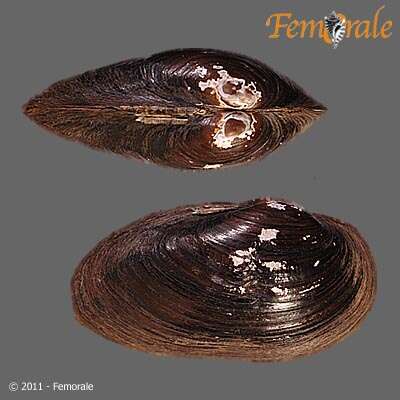 Image of mussel