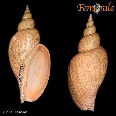 Image of Adelomelon riosi Clench & R. D. Turner 1964