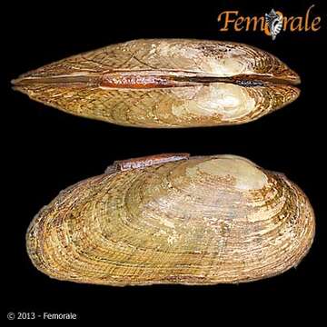 Image of <i>Medionidus conradicus</i> (Lea 1834)