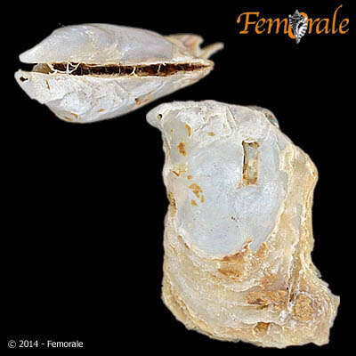 Image of Pterioidea Gray 1847