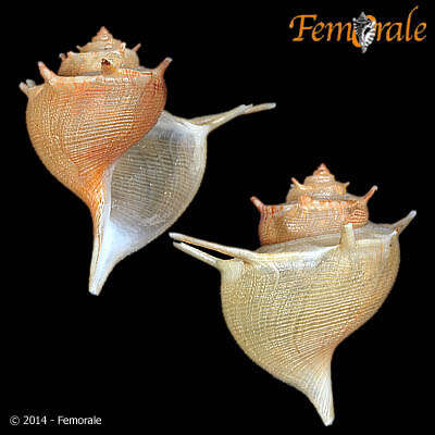 Image of Paludomidae