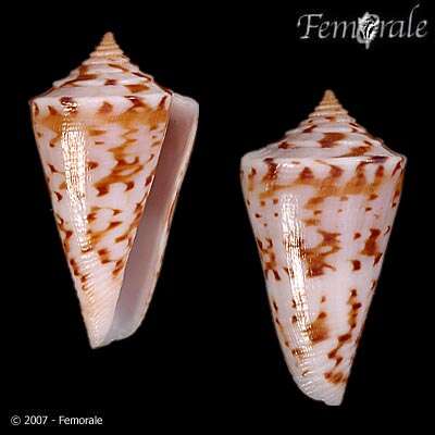 Image of cone snails