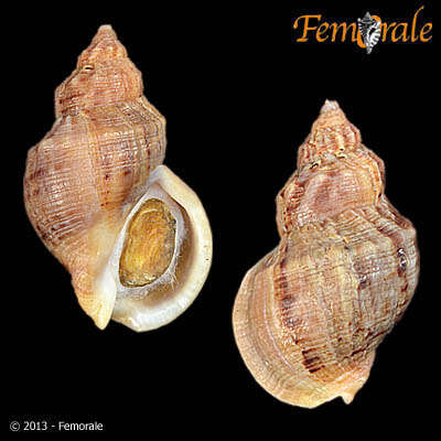 Image of Buccinum Linnaeus 1758