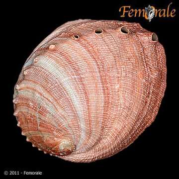 Image de Haliotoidea Rafinesque 1815