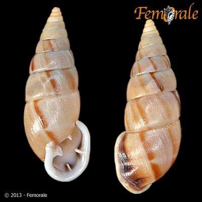 Image of Orthalicidae