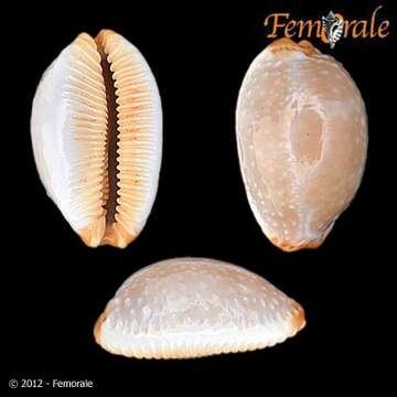 Слика од Staphylaea limacina (Lamarck 1810)