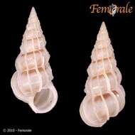 unclassified Gastropoda resmi