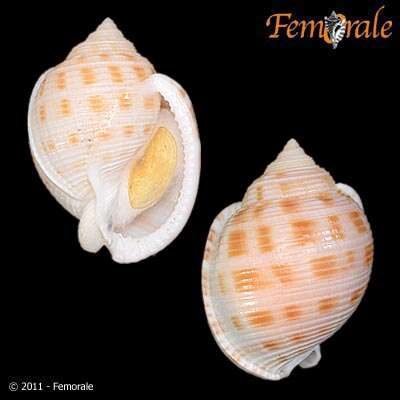 Image of Semicassis bisulcatum japonica (Reeve 1848)