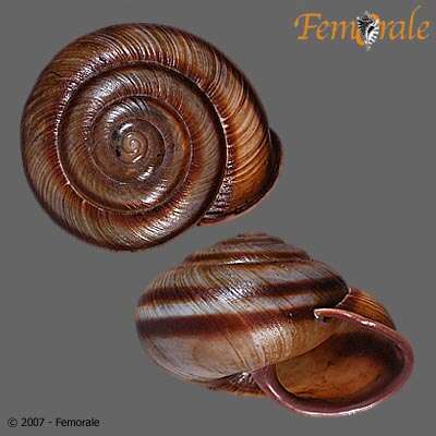 Image of bush snails