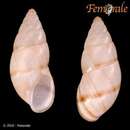 Image of Bulimulus guadalupensis acutus Leach 1815