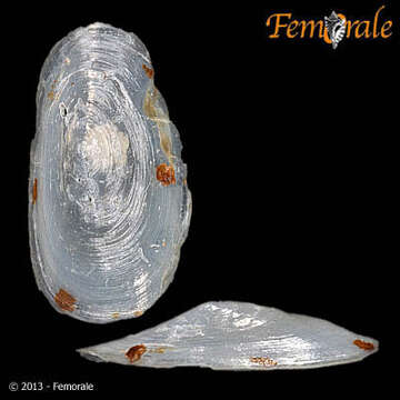 Planorbidae resmi