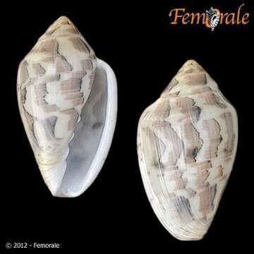 Image of Marginella Lamarck 1799