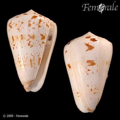 Image of cone snails