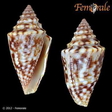 Image of Conasprella jaspidea (Gmelin 1791)