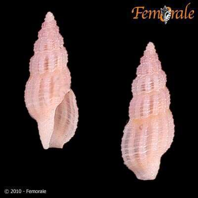 Image of Turridae H. Adams & A. Adams 1853