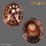 Image of unclassified Gastropoda