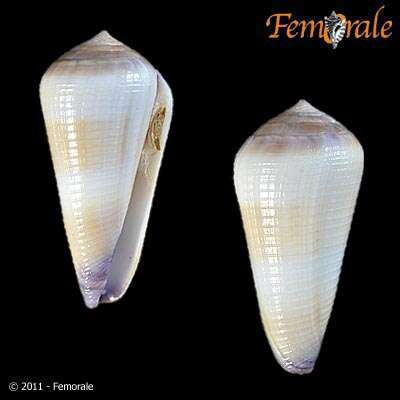 Image of cone snails