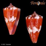 Imagem de Conus pseudocardinalis Coltro 2004