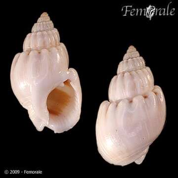 Image of Nassarius coronulus (A. Adams 1852)