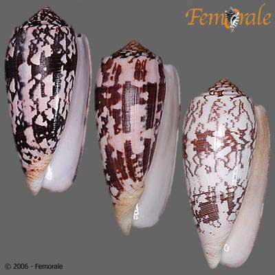 Image of cone snails