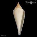 Image of Conasprella insculpta (Kiener 1847)