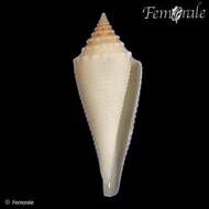 Image of Conasprella Thiele 1929