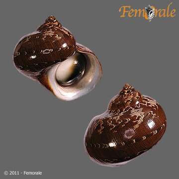 Image of turban snail