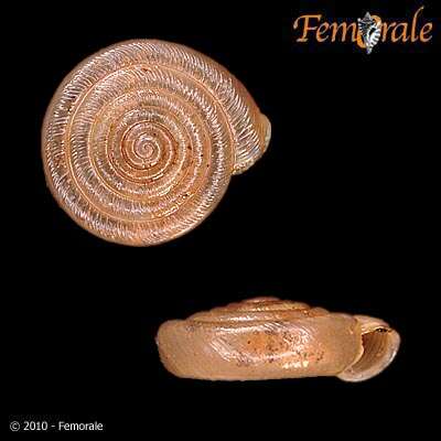 صورة <i>Polygyra plana bahamensis</i> Vanatta 1919