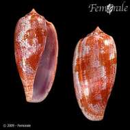 Image of cone snails