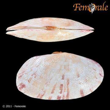 صورة Psammobiidae J. Fleming 1828