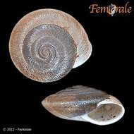 Image of Canariellidae
