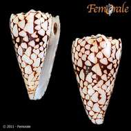 Image of cone snails