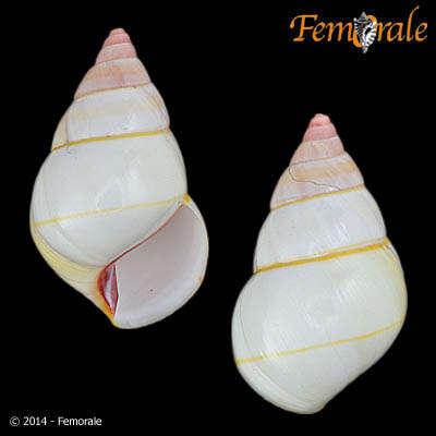 Image of Orthalicidae