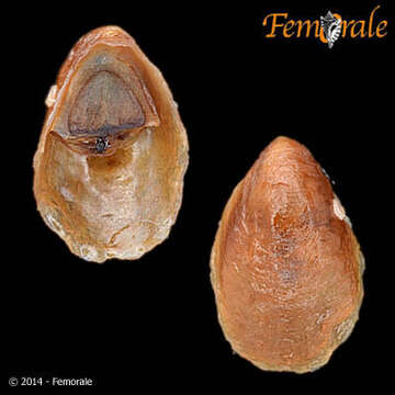 Image of Crepidula ustulatulina Collin 2002