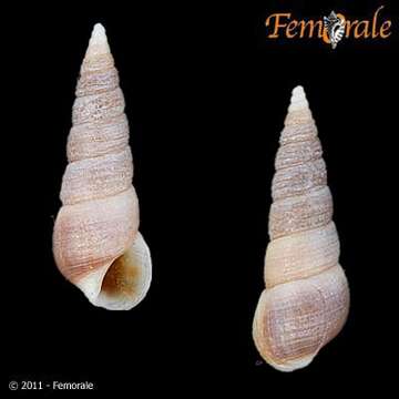 صورة Neostylidium Doweld 2013