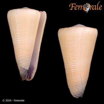 Image of cone snails