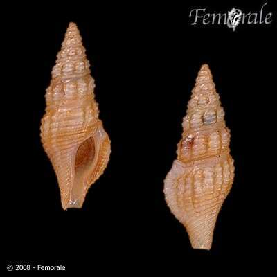 Image of Pseudomelatomidae J. P. E. Morrison 1966