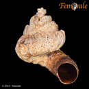 Image of blackish worm shell